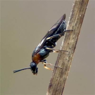 Euryinae (subfamily) (Sawfly) at O'Connor, ACT - 29 Oct 2025 by Hejor1