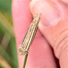 Psychanisa (genus) (A case moth) at O'Connor, ACT - 29 Oct 2025 by Hejor1