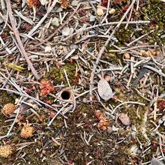 Lycosidae (family) at O'Connor, ACT - 29 Oct 2025 by Hejor1