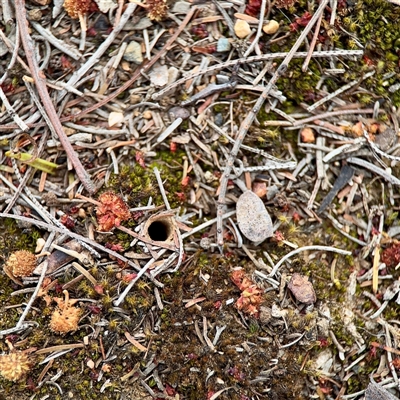 Lycosidae (family) at O'Connor, ACT - 29 Oct 2025 by Hejor1