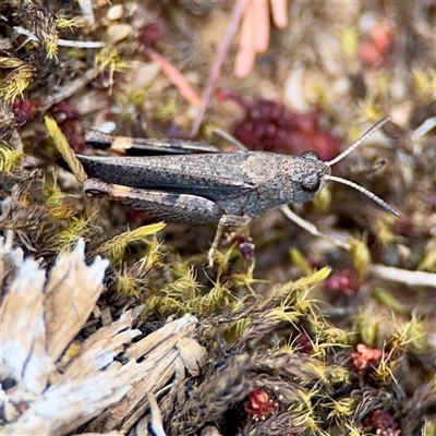 Cryptobothrus chrysophorus at O'Connor, ACT - 29 Oct 2025 by Hejor1