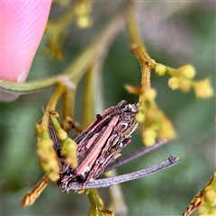Metura (genus) (A Case moth) at O'Connor, ACT - 29 Oct 2025 by Hejor1
