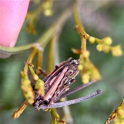 Metura (genus) (A Case moth) at O'Connor, ACT - 29 Oct 2025 by Hejor1