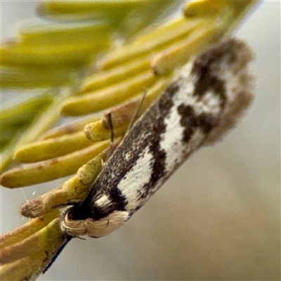 Eusemocosma pruinosa (Philobota Group Concealer Moth) at O'Connor, ACT - 29 Oct 2025 by Hejor1