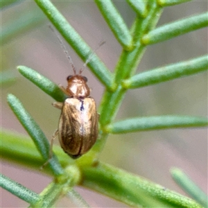 Monolepta sp. (genus) at O'Connor, ACT - 29 Oct 2025 by Hejor1