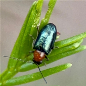 Galerucinae (subfamily) at O'Connor, ACT - 29 Oct 2025 01:17 PM