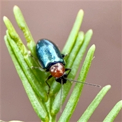 Galerucinae (subfamily) at O'Connor, ACT - 29 Oct 2025 01:17 PM