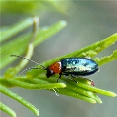 Galerucinae (subfamily) at O'Connor, ACT - 29 Oct 2025 01:17 PM
