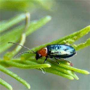 Galerucinae (subfamily) at O'Connor, ACT - 29 Oct 2025 01:17 PM