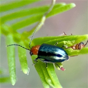 Galerucinae (subfamily) at O'Connor, ACT - 29 Oct 2025 01:17 PM
