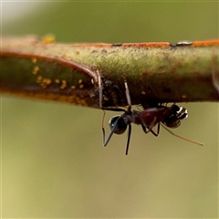 Iridomyrmex purpureus (Meat Ant) at O'Connor, ACT - 29 Oct 2025 by Hejor1
