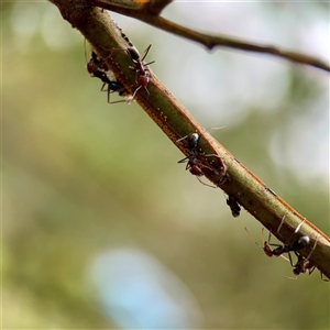Acizzia sp. (genus) (Unidentified wattle psyllid) at O'Connor, ACT - 29 Oct 2025 by Hejor1