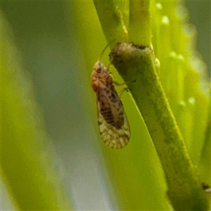 Psyllidae sp. (family) at O'Connor, ACT - 29 Oct 2025 by Hejor1