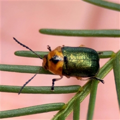 Aporocera (Aporocera) consors (A leaf beetle) at O'Connor, ACT - 29 Oct 2025 by Hejor1