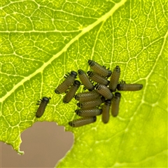 Paropsini sp. (tribe) (Unidentified paropsine leaf beetle) at O'Connor, ACT - 29 Oct 2025 by Hejor1