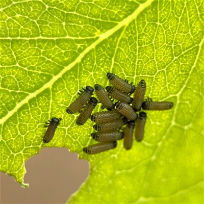 Paropsini sp. (tribe) (Unidentified paropsine leaf beetle) at O'Connor, ACT - 29 Oct 2025 by Hejor1