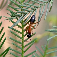 Camponotus consobrinus (Banded sugar ant) at O'Connor, ACT - 29 Oct 2025 by Hejor1