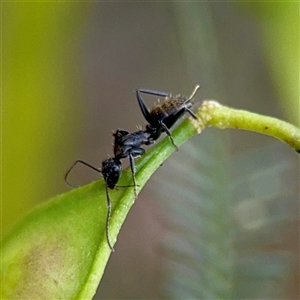 Camponotus aeneopilosus (A Golden-tailed sugar ant) at O'Connor, ACT - 29 Oct 2025 by Hejor1