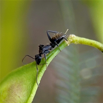 Camponotus aeneopilosus (A Golden-tailed sugar ant) at O'Connor, ACT - 29 Oct 2025 by Hejor1