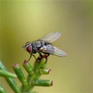 Musca sp. (genus) at O'Connor, ACT - 29 Oct 2025 by Hejor1