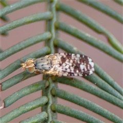 Austrotephritis poenia (Australian Fruit Fly) at O'Connor, ACT - 29 Oct 2025 by Hejor1