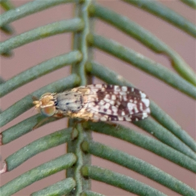 Austrotephritis poenia (Australian Fruit Fly) at O'Connor, ACT - 29 Oct 2025 by Hejor1