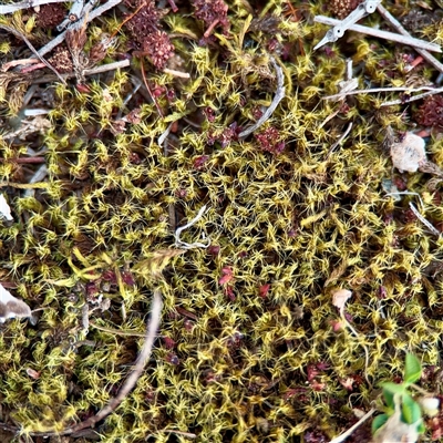 Bryaceae (family) at O'Connor, ACT - 29 Oct 2025 by Hejor1