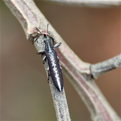 Rhinotia sp. (genus) (Unidentified Rhinotia weevil) at O'Connor, ACT - 29 Oct 2025 by Hejor1