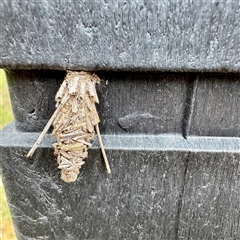 Lomera (genus) at O'Connor, ACT - 29 Oct 2025 by Hejor1