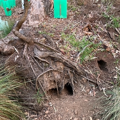 Oryctolagus cuniculus (European Rabbit) at Hackett, ACT - 29 Oct 2025 by waltraud