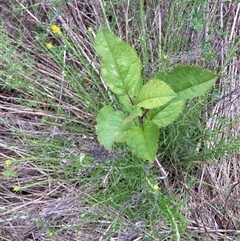 Pyrus calleryana (Callery Pear) at Watson, ACT - 30 Oct 2025 by waltraud