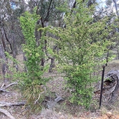 Crataegus monogyna (Hawthorn) at Watson, ACT - 30 Oct 2025 by waltraud
