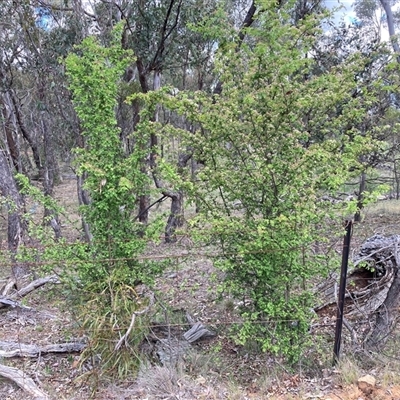 Crataegus monogyna (Hawthorn) at Watson, ACT - 30 Oct 2025 by waltraud