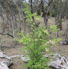 Crataegus monogyna (Hawthorn) at Watson, ACT - 30 Oct 2025 by waltraud
