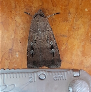 Agrotis infusa (Bogong Moth, Common Cutworm) at Acton, ACT - 31 Oct 2025 by VanceLawrence