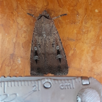 Agrotis infusa (Bogong Moth, Common Cutworm) at Acton, ACT - 31 Oct 2025 by VanceLawrence