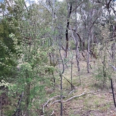 Crataegus monogyna (Hawthorn) at Watson, ACT - 30 Oct 2025 by waltraud