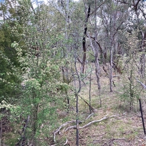 Crataegus monogyna (Hawthorn) at Watson, ACT - 30 Oct 2025 by waltraud