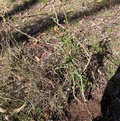 Crataegus monogyna (Hawthorn) at Watson, ACT - 30 Oct 2025 by waltraud