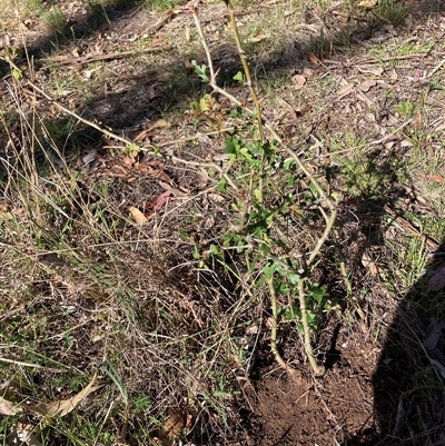 Crataegus monogyna (Hawthorn) at Watson, ACT - 30 Oct 2025 by waltraud