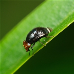 Depressa albicosta (A lauxid fly) at Downer, ACT - 31 Oct 2025 by RobertD