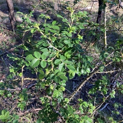 Rosa sp. (A Wild Rose) at Watson, ACT - 30 Oct 2025 by waltraud