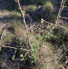 Crataegus monogyna (Hawthorn) at Watson, ACT - 30 Oct 2025 by waltraud