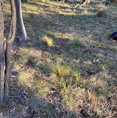 Nassella trichotoma (Serrated Tussock) at Watson, ACT - 30 Oct 2025 by waltraud
