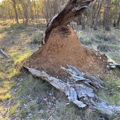 Nasutitermes (genus) at Watson, ACT - 30 Oct 2025 by waltraud