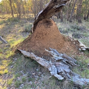 Nasutitermes (genus) at Watson, ACT - 30 Oct 2025 by waltraud