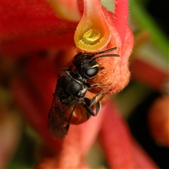 Hylaeus (Prosopisteron) littleri (Hylaeine colletid bee) at Downer, ACT - 31 Oct 2025 by RobertD