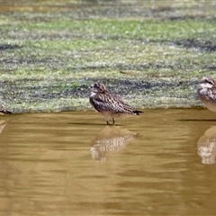 Gallinago hardwickii at Kianga, NSW - 30 Oct 2025 by Gee