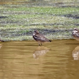 Gallinago hardwickii at Kianga, NSW - 30 Oct 2025 by Gee