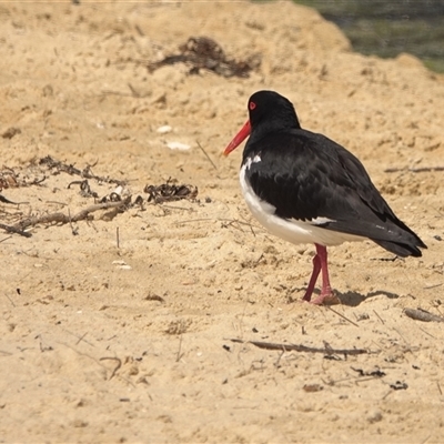 Haematopus longirostris (Australian Pied Oystercatcher) at Kianga, NSW - 30 Oct 2025 by Gee